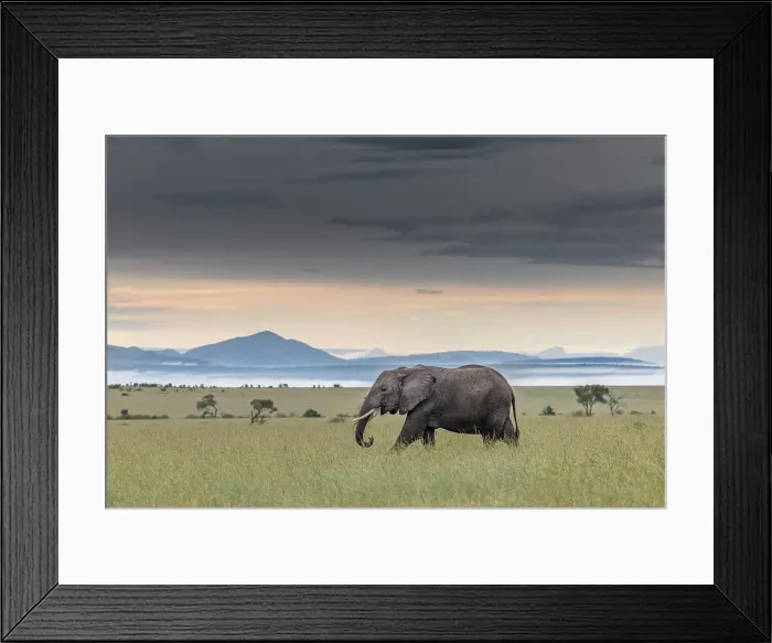 Framed Print : African elephant (loxodonta africana) in the Maasaimara, Kenya Framed Print : African elephant (loxodonta africana) in the Maasaimara, Kenya