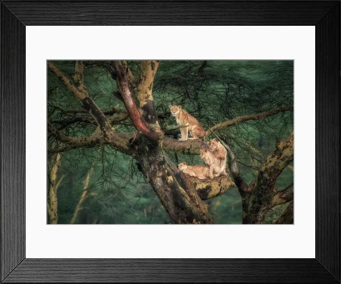 Framed Print : Lion family on a tree in Lake Nakuru National Park, kenya Framed Print : Lion family on a tree in Lake Nakuru National Park, kenya