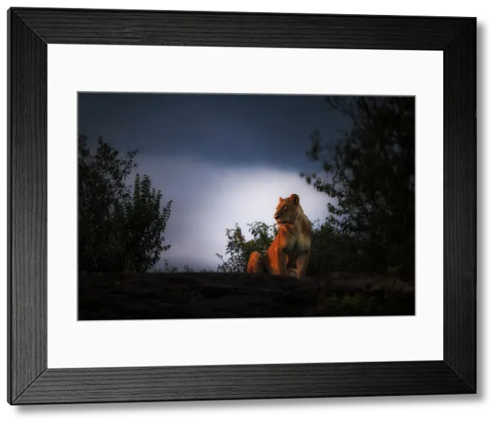 Framed Print : Lioness on top of a rock in the Maasaimara, Kenya Framed Print : Lioness on top of a rock in the Maasaimara, Kenya