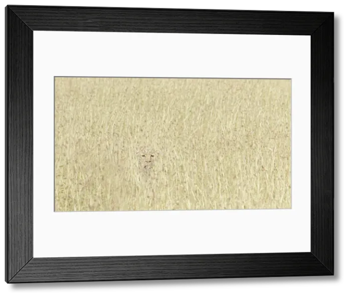 Framed Print : Leopard hiding in the high grass, Maasai Mara, Kenya Framed Print : Leopard hiding in the high grass, Maasai Mara, Kenya