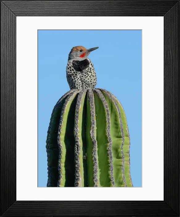 Framed Print : North America, Mexico, Baja California Sur, El Sargento, Gilded Flicker, Colaptes chrysoider Framed Print : North America, Mexico, Baja California Sur, El Sargento, Gilded Flicker, Colaptes chrysoider