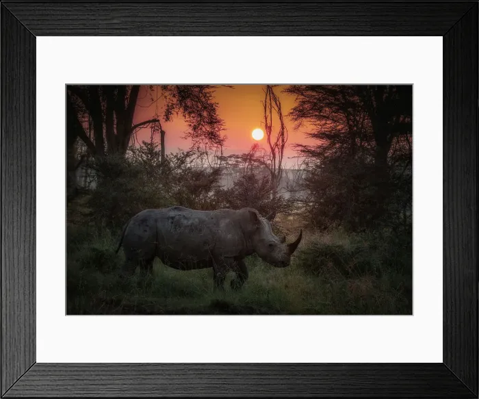 Framed Print : white rhinoceros, white rhino or square-lipped rhinoceros (Ceratotherium simum) in lake nakuru national park at sunrise Framed Print : white rhinoceros, white rhino or square-lipped rhinoceros (Ceratotherium simum) in lake nakuru national park at sunrise
