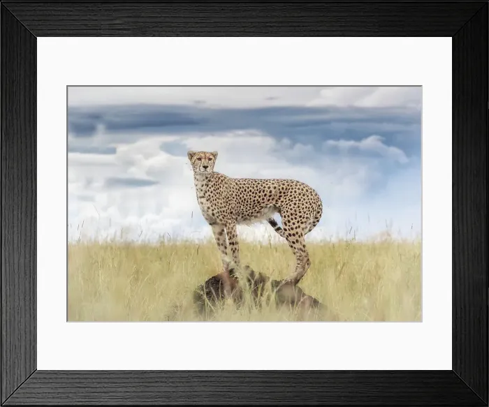 Framed Print : Cheetah on a termite hill, Maasai Mara, Kenya Framed Print : Cheetah on a termite hill, Maasai Mara, Kenya