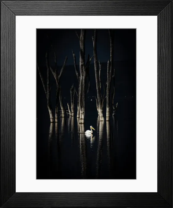 Framed Print : great white pelican (Pelecanus onocrotalus) in Lake Nakuru National Park, Kenya Framed Print : great white pelican (Pelecanus onocrotalus) in Lake Nakuru National Park, Kenya