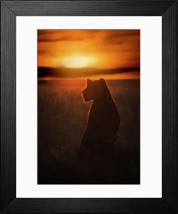 Framed Print : Lioness silhouette at sunrise, Maasai Mara, Kenya Framed Print : Lioness silhouette at sunrise, Maasai Mara, Kenya