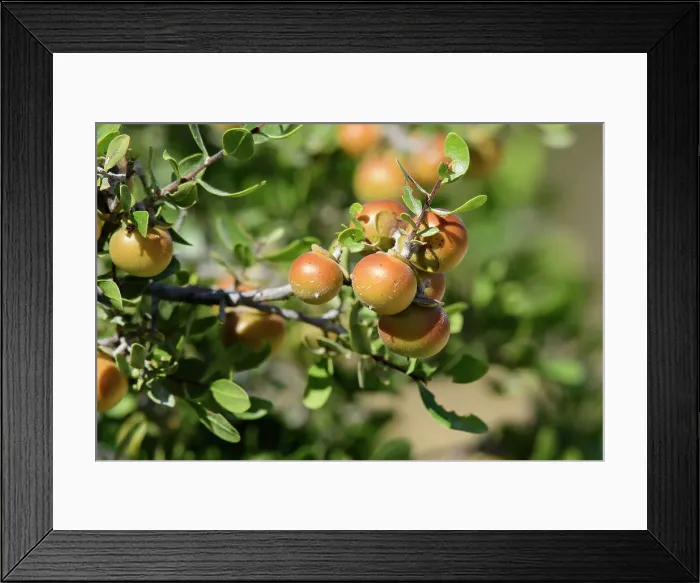 Framed Print : Mexico, Baja California, El Sargento, Zapatillo, Diospyros intricata, bush Framed Print : Mexico, Baja California, El Sargento, Zapatillo, Diospyros intricata, bush