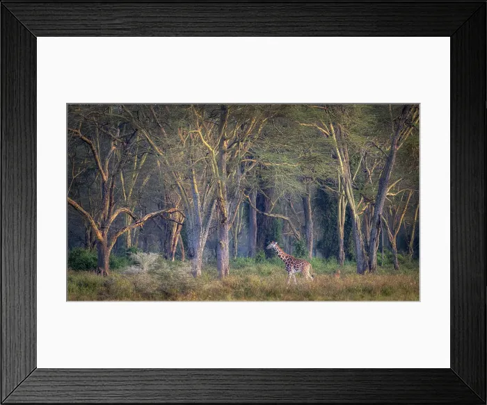 Framed Print : Rothschild's giraffe (Giraffa camelopardalis rothschildi) in Lake Nakuru National Park, Kenya