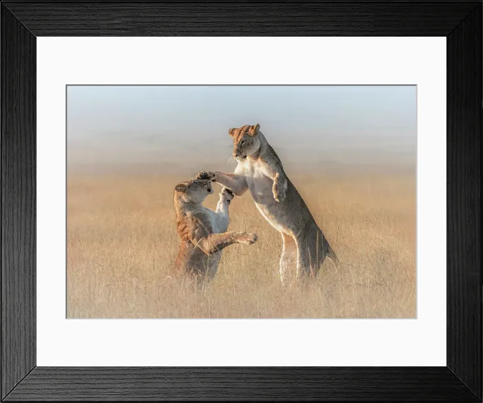 Framed Print : Lioness in a misty morning in the Maasai Mara, Kenya Framed Print : Lioness in a misty morning in the Maasai Mara, Kenya
