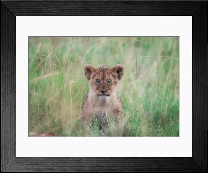 Framed Print : lion cub in the maasaimara, kenya Framed Print : lion cub in the maasaimara, kenya