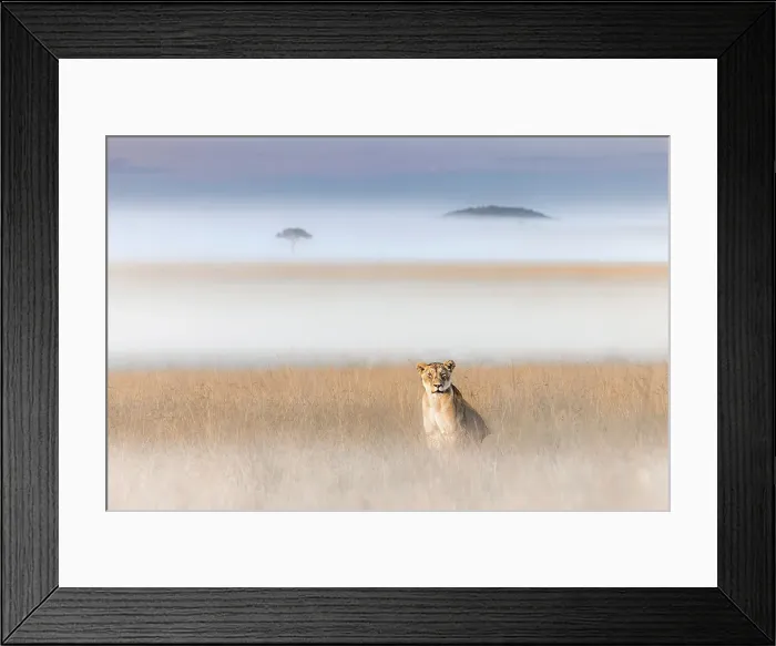 Framed Print : Lioness in a misty morning in the Maasai Mara, Kenya Framed Print : Lioness in a misty morning in the Maasai Mara, Kenya