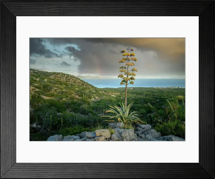 Framed Print : Mexico, Baja California, El Sargento, Maguey Agave Framed Print : Mexico, Baja California, El Sargento, Maguey Agave