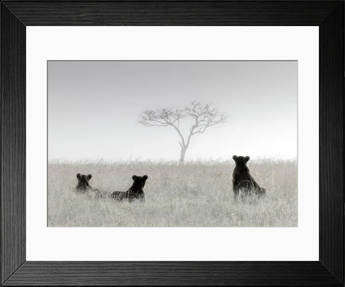 Framed Print : Lionesses in the mist, Masai Mara, Kenya Framed Print : Lionesses in the mist, Masai Mara, Kenya