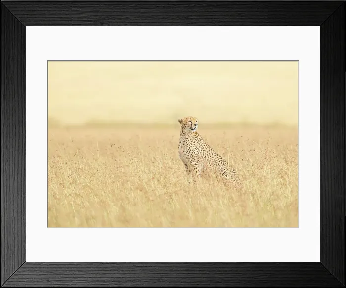 Framed Print : Cheetah (acinonyx jubatus) in the Maasaimara Framed Print : Cheetah (acinonyx jubatus) in the Maasaimara