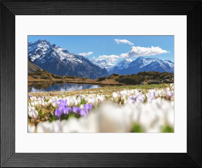 Framed Print : Bloomings of crocus in Orobie alps, Cardeto lake in Seriana valley, Bergamo province in Lombardy district, Italy Framed Print : Bloomings of crocus in Orobie alps, Cardeto lake in Seriana valley, Bergamo province in Lombardy district, Italy