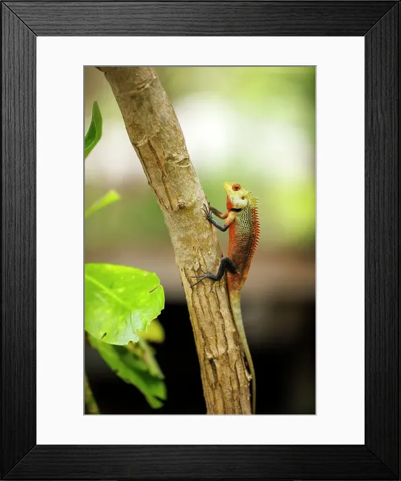 Framed Print : A colourful Oriental Garden Lizard on a tropical island in the North Ari Atoll, the Maldives Framed Print : A colourful Oriental Garden Lizard on a tropical island in the North Ari Atoll, the Maldives