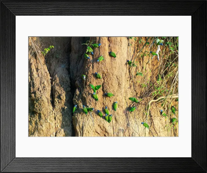 Framed Print : Blue-headed pionus parrots (Pionus menstruus) on clay lick, Tambopata National Reserve, Puerto Maldonado, Tambopata Province, Madre de Dios, Peru Framed Print : Blue-headed pionus parrots (Pionus menstruus) on clay lick, Tambopata National Reserve, Puerto Maldonado, Tambopata Province, Madre de Dios, Peru