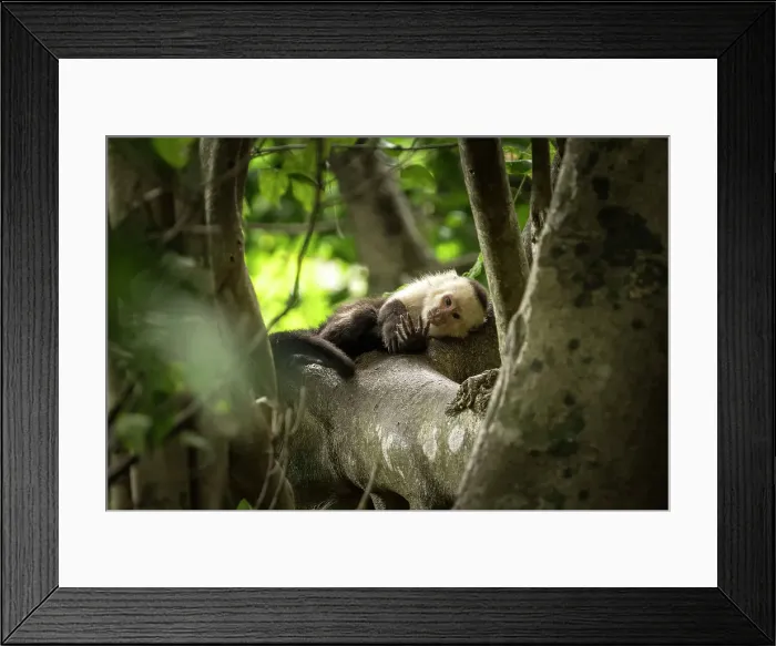 Framed Print : Capuchin Monkey, Reserva de Biosfera Ometepe, Ometepe Island, Rivas State, Nicaragua, Central America Framed Print : Capuchin Monkey, Reserva de Biosfera Ometepe, Ometepe Island, Rivas State, Nicaragua, Central America