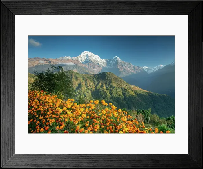 Framed Print : Annapurna South with Marigolds, Ghandruk, Nepal, Asia Framed Print : Annapurna South with Marigolds, Ghandruk, Nepal, Asia