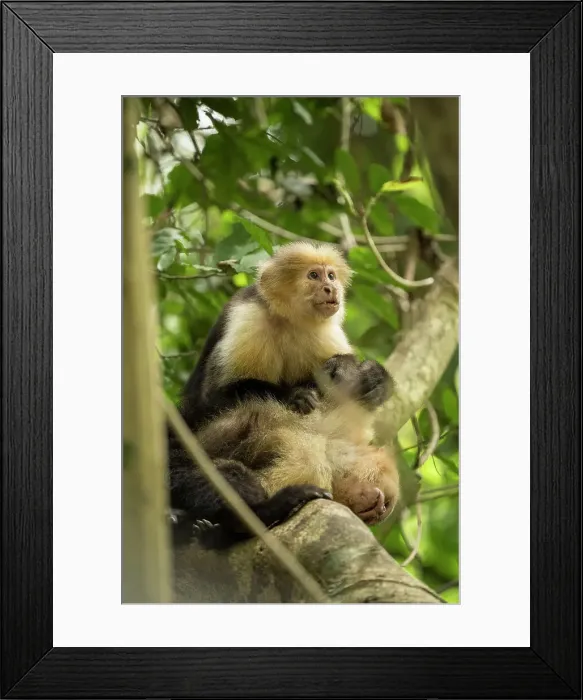 Framed Print : Capuchin Monkey, Reserva de Biosfera Ometepe, Ometepe Island, Rivas State, Nicaragua, Central America Framed Print : Capuchin Monkey, Reserva de Biosfera Ometepe, Ometepe Island, Rivas State, Nicaragua, Central America