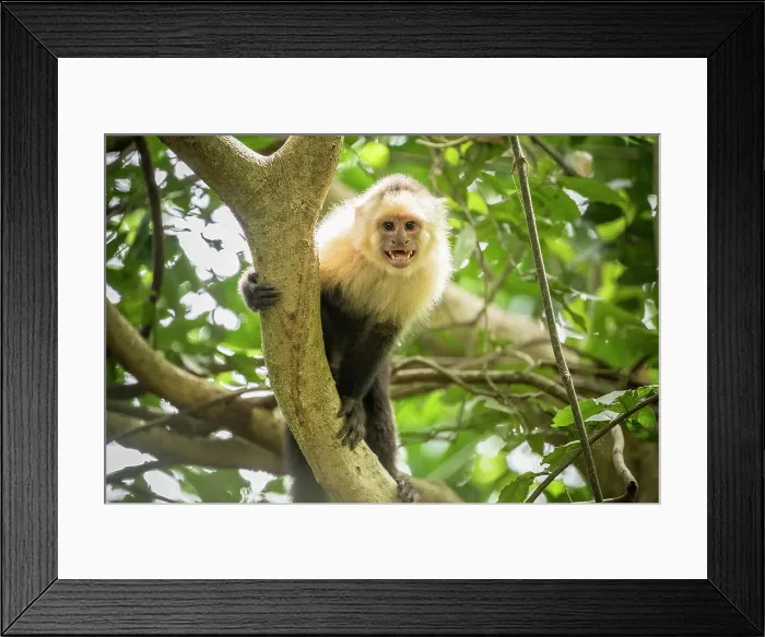 Framed Print : Capuchin Monkey, Reserva de Biosfera Ometepe, Ometepe Island, Rivas State, Nicaragua, Central America Framed Print : Capuchin Monkey, Reserva de Biosfera Ometepe, Ometepe Island, Rivas State, Nicaragua, Central America