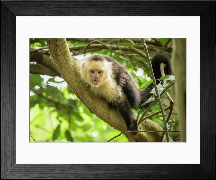 Framed Print : Capuchin Monkey, Reserva de Biosfera Ometepe, Ometepe Island, Rivas State, Nicaragua, Central America Framed Print : Capuchin Monkey, Reserva de Biosfera Ometepe, Ometepe Island, Rivas State, Nicaragua, Central America