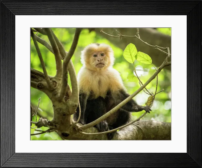 Framed Print : Capuchin Monkey, Reserva de Biosfera Ometepe, Ometepe Island, Rivas State, Nicaragua, Central America Framed Print : Capuchin Monkey, Reserva de Biosfera Ometepe, Ometepe Island, Rivas State, Nicaragua, Central America
