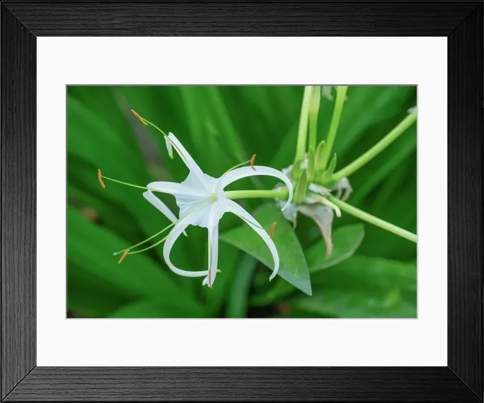 Framed Print : Caribbean Spider Lily (Hymenocallis caribaea), Nepal Framed Print : Caribbean Spider Lily (Hymenocallis caribaea), Nepal