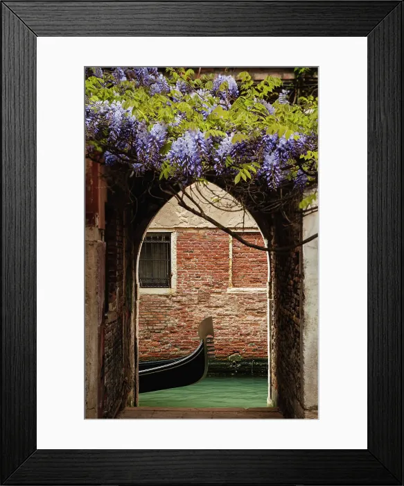 Framed Print : Hidden wisteria. Venice, Veneto, Italy Framed Print : Hidden wisteria. Venice, Veneto, Italy