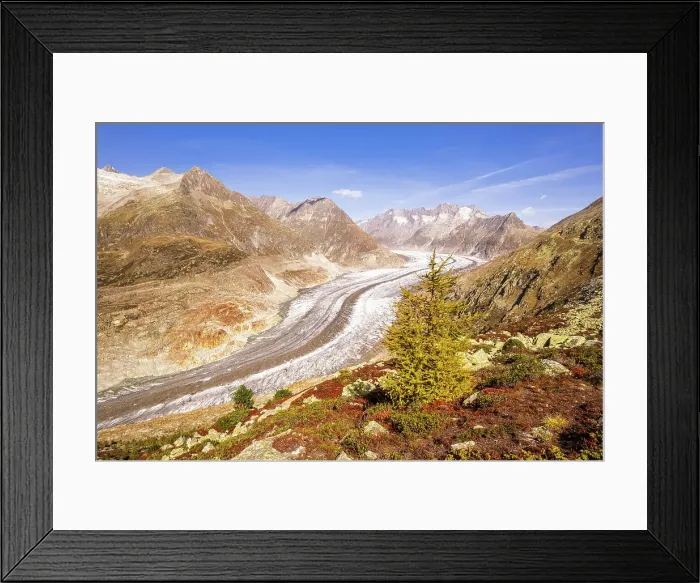 Framed Print : View of a larch tree changing color above the Aletsch glacier, Bernese Alps, Valais canton, Switzerland Framed Print : View of a larch tree changing color above the Aletsch glacier, Bernese Alps, Valais canton, Switzerland