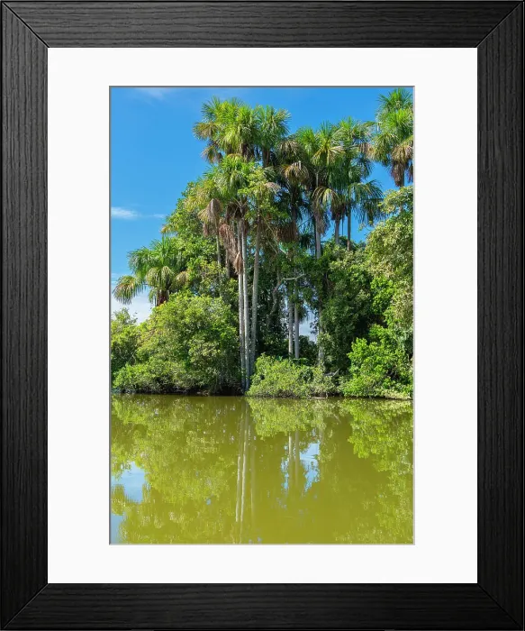 Framed Print : Lake Sandoval and Aguaje palms, Tambopata National Reserve, Puerto Maldonado, Madre de Dios, Peru Framed Print : Lake Sandoval and Aguaje palms, Tambopata National Reserve, Puerto Maldonado, Madre de Dios, Peru