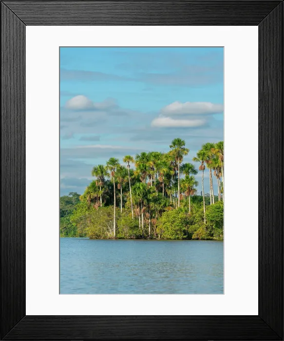 Framed Print : Lake Sandoval and Aguaje palms, Tambopata National Reserve, Puerto Maldonado, Madre de Dios, Peru Framed Print : Lake Sandoval and Aguaje palms, Tambopata National Reserve, Puerto Maldonado, Madre de Dios, Peru