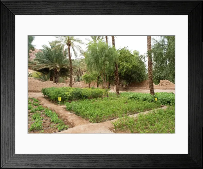 Framed Print : Farming in the Oasis of Al-Ula, Medina Province, Saudi Arabia Framed Print : Farming in the Oasis of Al-Ula, Medina Province, Saudi Arabia