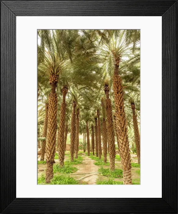 Framed Print : Date palms in the Oasis of Al-Ula, Medina Province, Saudi Arabia