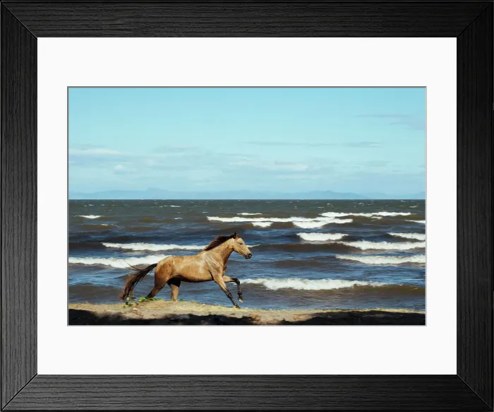 Framed Print : Horse on a beach, Granada, Nicaragua, Central America Framed Print : Horse on a beach, Granada, Nicaragua, Central America