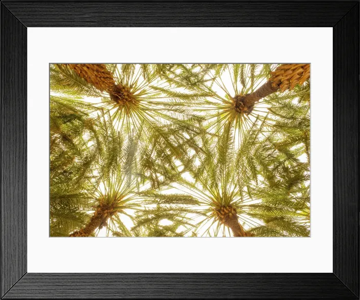 Framed Print : Date palms in the Oasis of Al-Ula, Medina Province, Saudi Arabia Framed Print : Date palms in the Oasis of Al-Ula, Medina Province, Saudi Arabia