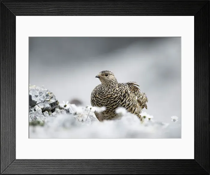 Framed Print : Stelvio National Park, Lombardy, Italy. Rock ptarmigan Framed Print : Stelvio National Park, Lombardy, Italy. Rock ptarmigan