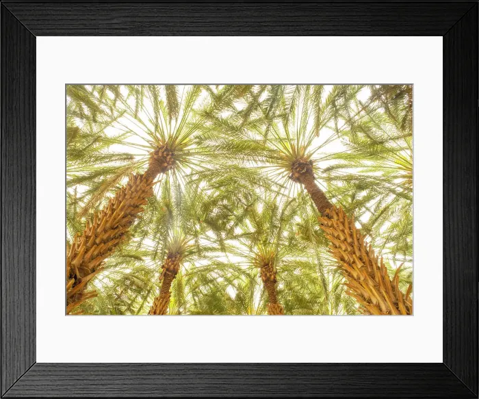 Framed Print : Date palms in the Oasis of Al-Ula, Medina Province, Saudi Arabia Framed Print : Date palms in the Oasis of Al-Ula, Medina Province, Saudi Arabia