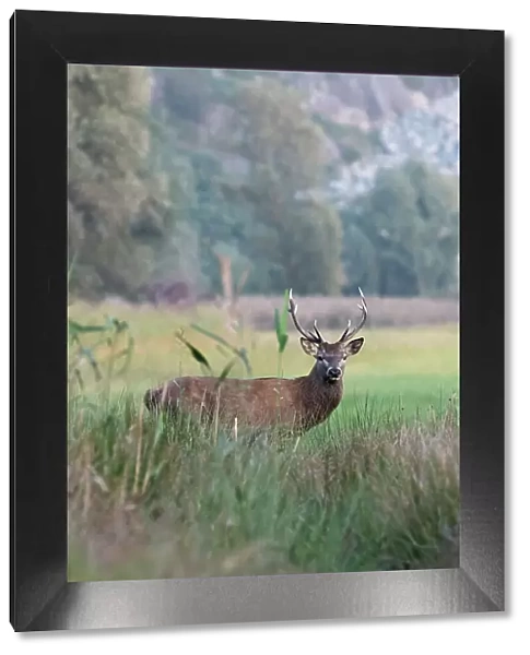 Riserva naturale Pian di Spagna, Lombardy, Italy. Deer, cervus elaphus