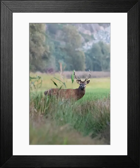 Framed Print : Riserva naturale Pian di Spagna, Lombardy, Italy. Deer, cervus elaphus Framed Print : Riserva naturale Pian di Spagna, Lombardy, Italy. Deer, cervus elaphus