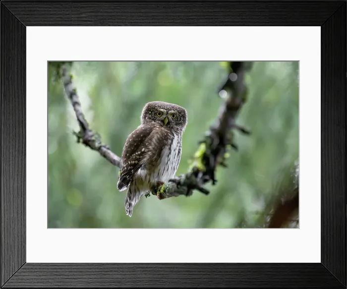 Framed Print : Park Orobie Valtellina, Lombardy, Italy. Civetta nana, Eurasian pygmy owl (glaucidium passerinum) Framed Print : Park Orobie Valtellina, Lombardy, Italy. Civetta nana, Eurasian pygmy owl (glaucidium passerinum)