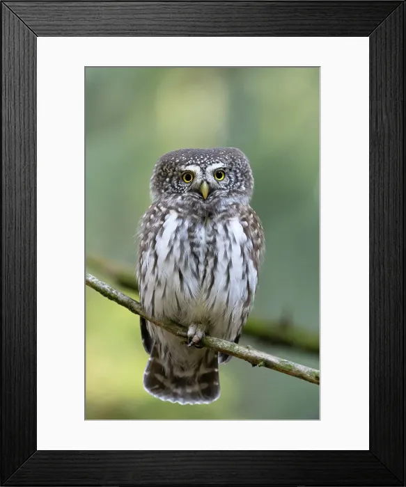 Framed Print : Park Orobie Valtellina, Lombardy, Italy. Civetta nana, Eurasian pygmy owl (glaucidium passerinum) Framed Print : Park Orobie Valtellina, Lombardy, Italy. Civetta nana, Eurasian pygmy owl (glaucidium passerinum)