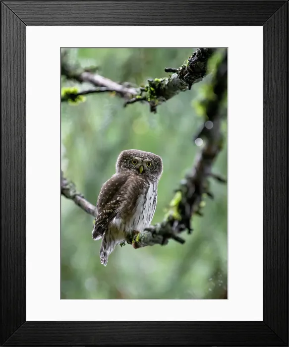 Framed Print : Park Orobie Valtellina, Lombardy, Italy. Civetta nana, Eurasian pygmy owl (glaucidium passerinum) Framed Print : Park Orobie Valtellina, Lombardy, Italy. Civetta nana, Eurasian pygmy owl (glaucidium passerinum)