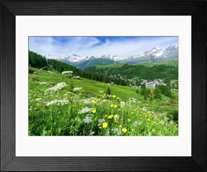 Framed Print : Flowering meadows in summer, Madesimo, Valle Spluga, Valtellina, Lombardy, Italy Framed Print : Flowering meadows in summer, Madesimo, Valle Spluga, Valtellina, Lombardy, Italy