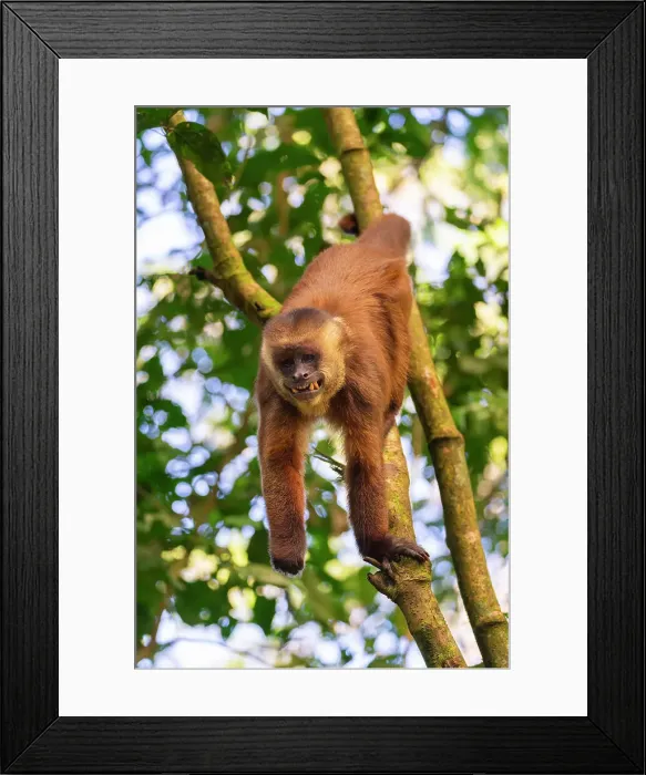 Framed Print : Brown capuchin monkey (Cebus apella, Sapajus apella) on tree, Tambopata National Reserve, Puerto Maldonado, Tambopata Province, Madre de Dios, Peru Framed Print : Brown capuchin monkey (Cebus apella, Sapajus apella) on tree, Tambopata National Reserve, Puerto Maldonado, Tambopata Province, Madre de Dios, Peru
