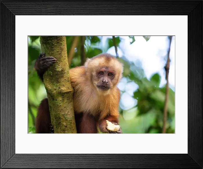 Framed Print : Brown capuchin monkey (Cebus apella, Sapajus apella) eating banana on tree, Tambopata National Reserve, Puerto Maldonado, Tambopata Province, Madre de Dios, Peru Framed Print : Brown capuchin monkey (Cebus apella, Sapajus apella) eating banana on tree, Tambopata National Reserve, Puerto Maldonado, Tambopata Province, Madre de Dios, Peru