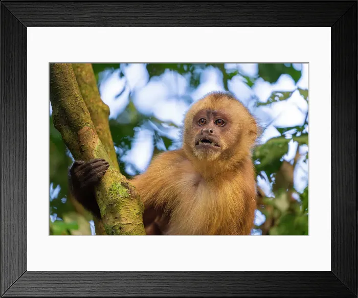 Framed Print : Brown capuchin monkey (Cebus apella, Sapajus apella) on tree, Tambopata National Reserve, Puerto Maldonado, Tambopata Province, Madre de Dios, Peru Framed Print : Brown capuchin monkey (Cebus apella, Sapajus apella) on tree, Tambopata National Reserve, Puerto Maldonado, Tambopata Province, Madre de Dios, Peru