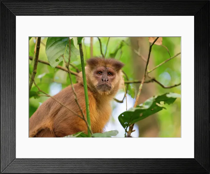 Framed Print : Brown capuchin monkey (Cebus apella, Sapajus apella) on tree, Tambopata National Reserve, Puerto Maldonado, Tambopata Province, Madre de Dios, Peru Framed Print : Brown capuchin monkey (Cebus apella, Sapajus apella) on tree, Tambopata National Reserve, Puerto Maldonado, Tambopata Province, Madre de Dios, Peru