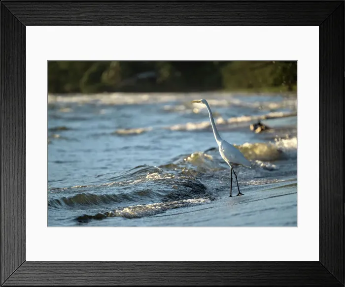 Framed Print : Great Egret (Ardea alba), San Fernando Beach, Ometepe Island, Rivas State, Nicaragua, Central America Framed Print : Great Egret (Ardea alba), San Fernando Beach, Ometepe Island, Rivas State, Nicaragua, Central America