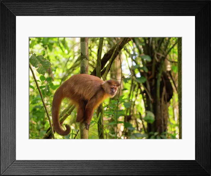 Framed Print : Brown capuchin monkey (Cebus apella, Sapajus apella) on tree, Tambopata National Reserve, Puerto Maldonado, Tambopata Province, Madre de Dios, Peru Framed Print : Brown capuchin monkey (Cebus apella, Sapajus apella) on tree, Tambopata National Reserve, Puerto Maldonado, Tambopata Province, Madre de Dios, Peru