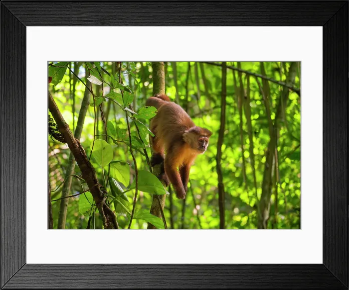 Framed Print : Brown capuchin monkey (Cebus apella, Sapajus apella) on tree, Tambopata National Reserve, Puerto Maldonado, Tambopata Province, Madre de Dios, Peru Framed Print : Brown capuchin monkey (Cebus apella, Sapajus apella) on tree, Tambopata National Reserve, Puerto Maldonado, Tambopata Province, Madre de Dios, Peru